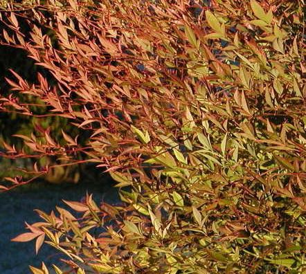 Nandina, Dwarf Nandina, Heavenly Bamboo Moyers Red