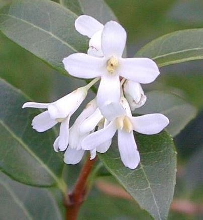 Osmanthus Species, False Holly, Sweet Olive