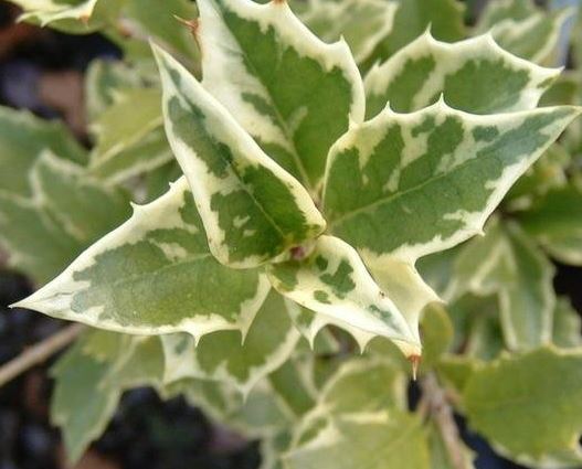 Osmanthus, Variegated False Holly, Variegated Holly Olive Variegatus