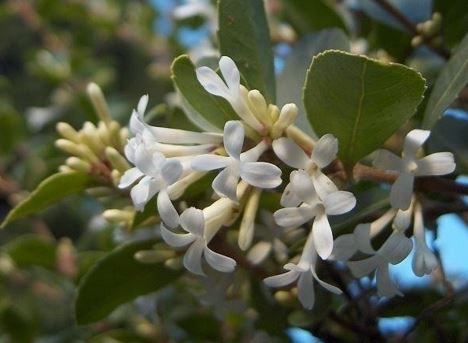 Osmanthus Species, Delavay Osmanthus, Delavay Tea Olive, Sweet Olive