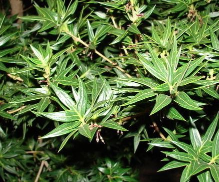 Osmanthus, False Holly, Holly Olive Sasaba