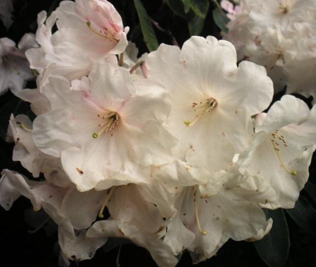 Rhododendron Loderi