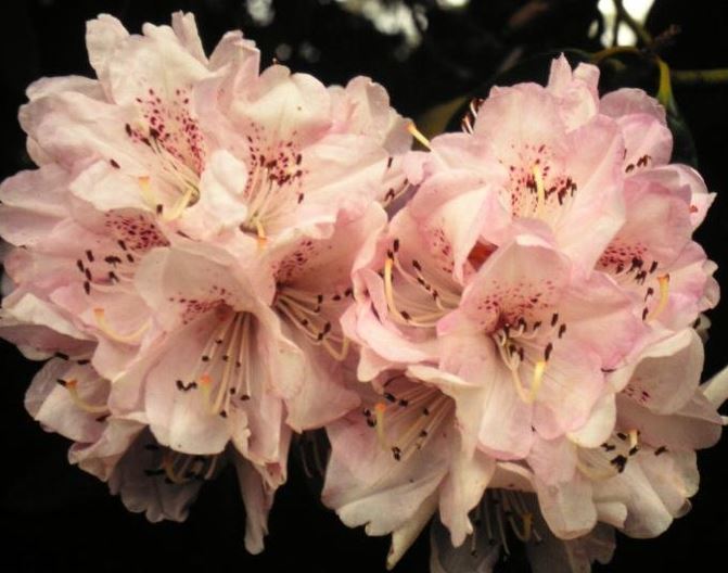 Rhododendron Russellianum