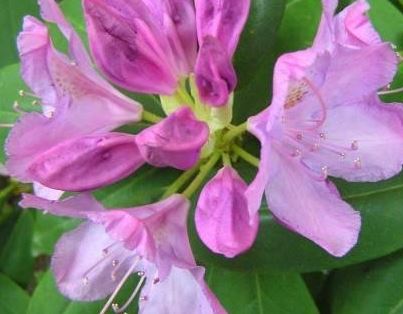 Rhododendron English Roseum