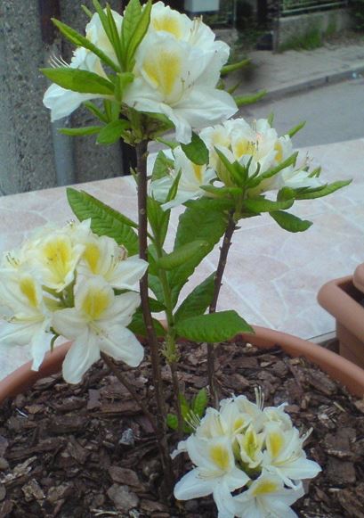 Rhododendron, Azalea Persil