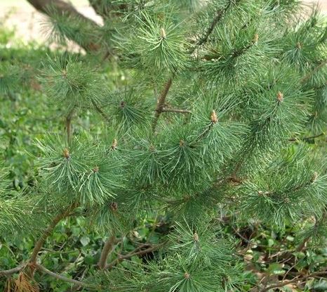 Mugo Pine, Mugho Pine, Swiss Mountain Pine, Mountain Pine
