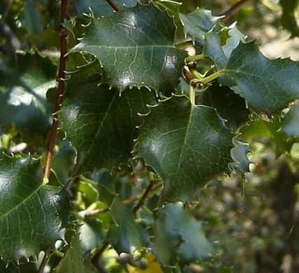 Prunus Species, Holly-Leaf Cherry
