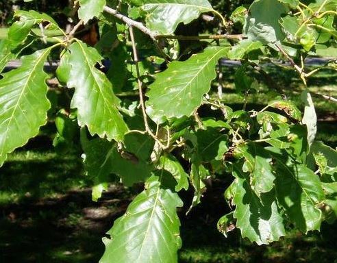 Dwarf Chestnut Oak, Dwarf Chinkapin Oak