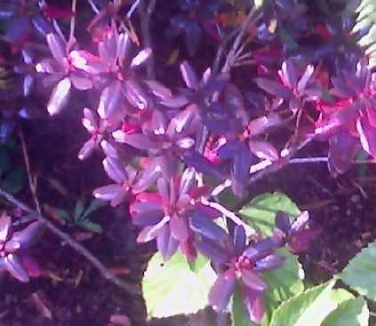 Rhododendron Purple Gem