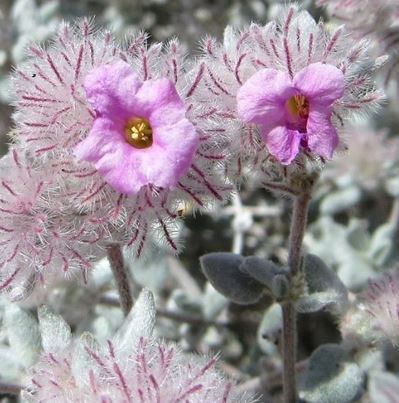 Tiquilia Species, Plumed Crinklemat, Shrubby Tiquilia