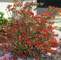Rhododendron, Azalea 'Stewartstonian'