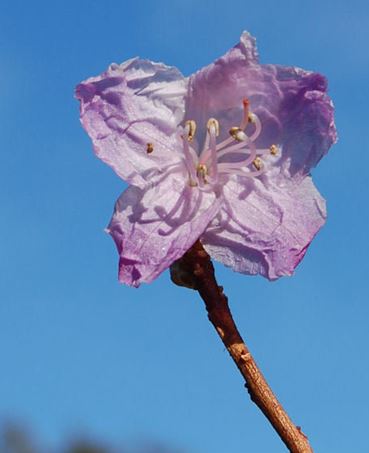 Korean Rhododendron