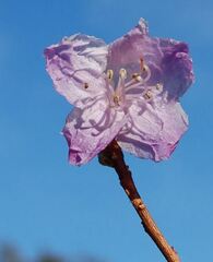 Korean Rhododendron