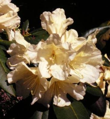 Rhododendron Hong Kong
