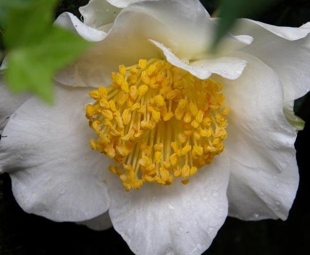 Common Camellia, Japanese Camellia Silver Waves