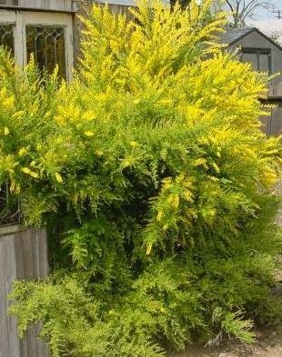 Genista Species, Spanish Broom, Spanish Furze, Spanish Gorse