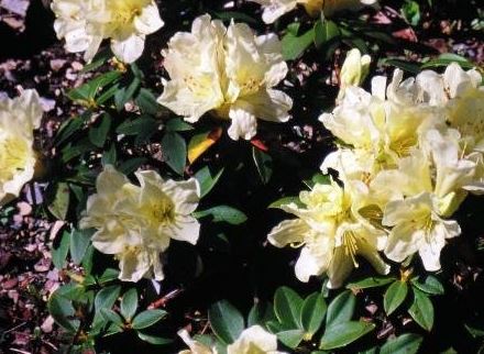 Rhododendron Patty Bee