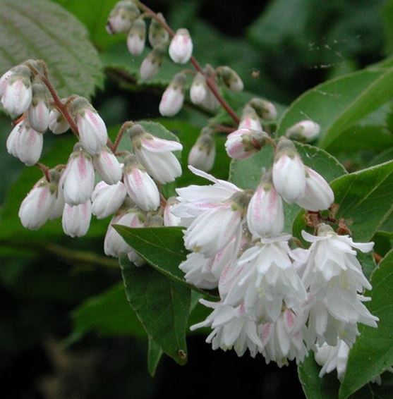 Fuzzy Deutzia Flore-pleno