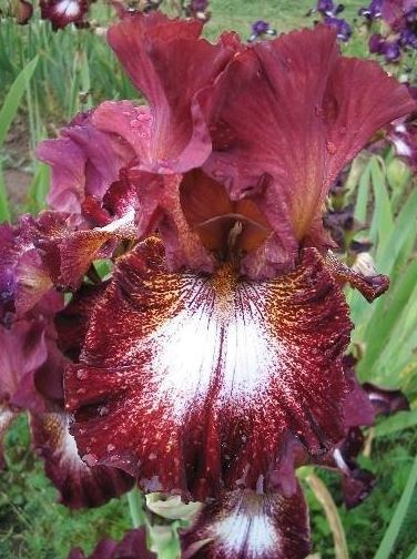 Tall Bearded Iris Spice Lord