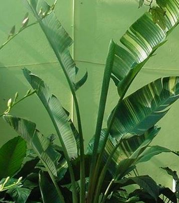 Strelitzia, Variegated White Bird of Paradise Variegated