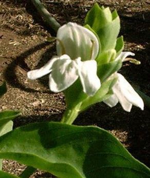 Justicia Species, Bhaker, Malabar Nut