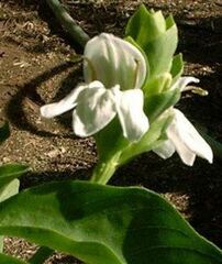Justicia Species, Bhaker, Malabar Nut