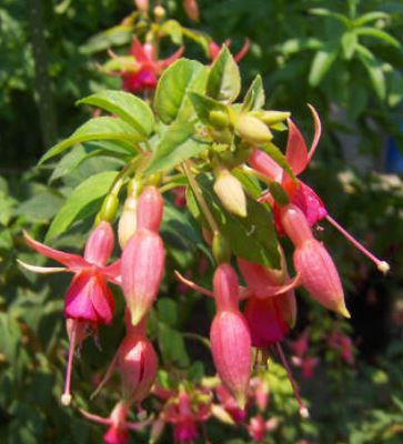 Fuchsia Mrs. J.D. Fredericks
