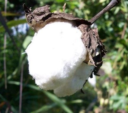 Tree Cotton, Creole Cotton, Sea Island Cotton