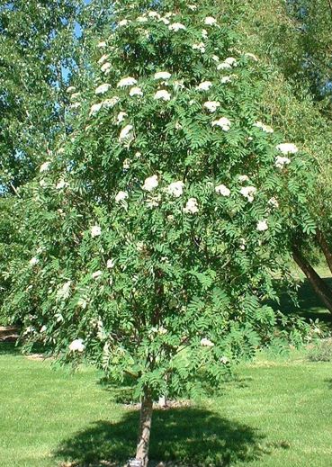 Showy Mountain Ash