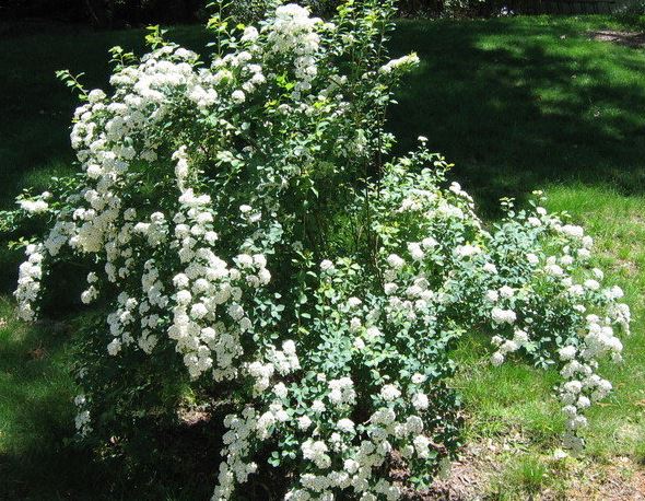 Van Houtte Spiraea Snow White