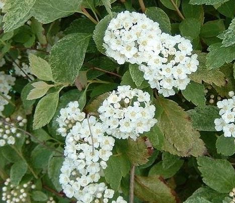 Spiraea, Van Houtte Spiraea Pink Ice