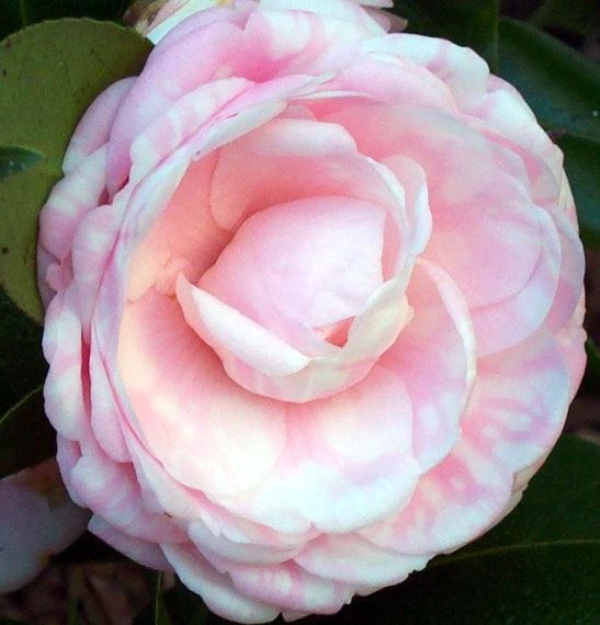 Common Camellia, Japanese Camellia Eleanor Hagood