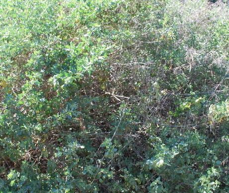 Atriplex Species, Quail Bush