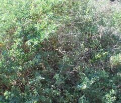 Atriplex Species, Quail Bush