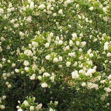 Ceanothus, Blueblossom, Blue Brush, California Lilac Snow Flurry