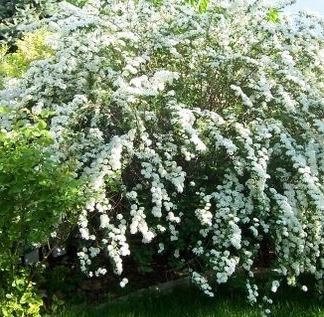 Spiraea, Van Houtte Spiraea Renaissance