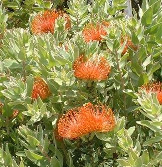 Leucospermum Species, Pincushion Protea