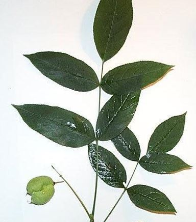 Colchis Bladdernut