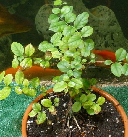 Chinese Sweetplum