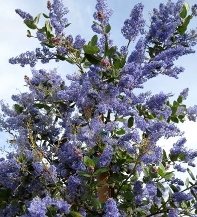 Ceanothus, California Lilac Ray Hartman