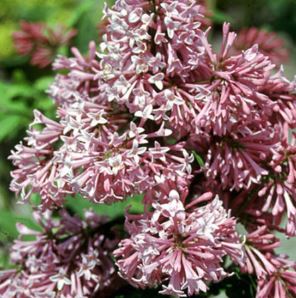 Syringa, Preston Lilac Miss Canada
