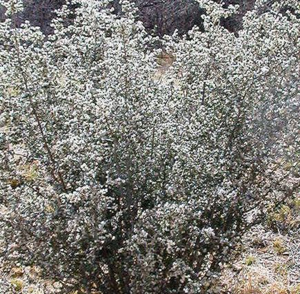 Ceanothus Species, Buckbrush, Desert Ceanothus, Red Root, Wild Lilac