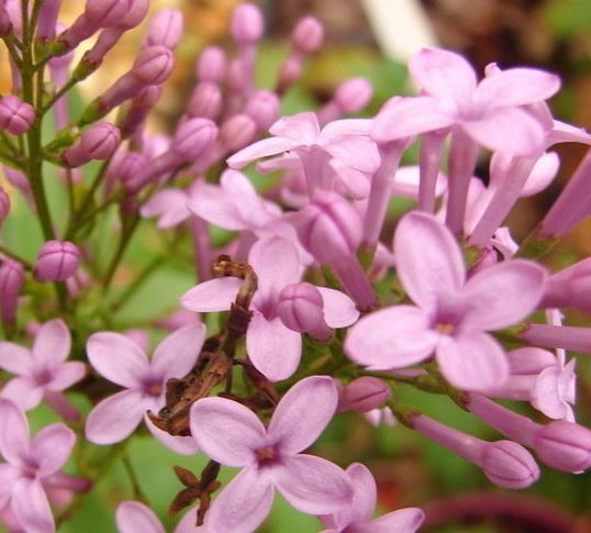 Syringa, Chinese Lilac Lilac Sunday
