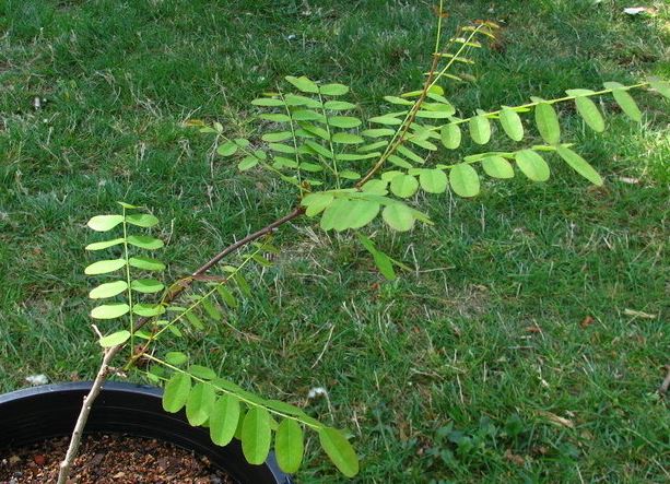 Amorpha Species, Indigo Bush