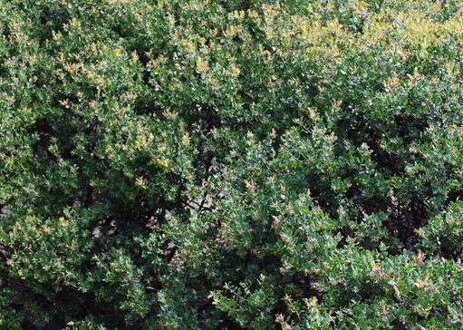 Arctostaphylos, Manzanita Sunset