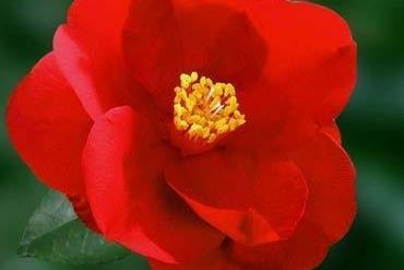 Common Camellia, Japanese Camellia Royal Velvet