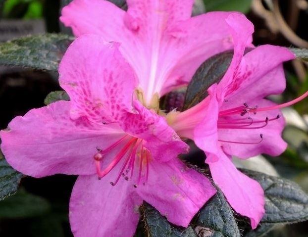Rhododendron, Encore Azalea Autumn Amethyst