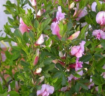 Scotch Broom, Common Broom, False Heather Hollandia