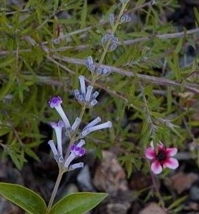 Buddleja Species, Butterfly Bush