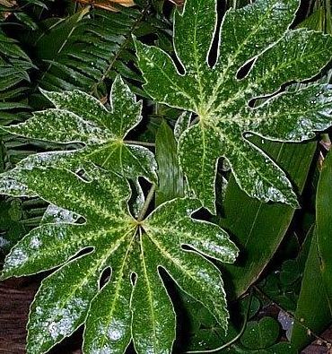 Fatsia, Variegated Paperplant, Japanese Aralia Spiders Web